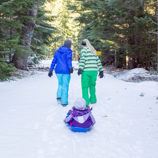 christmas-tree-cutting-2015-7