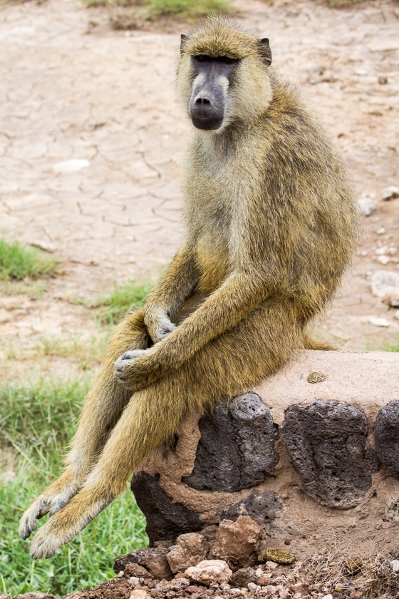 Top 25 Pictures from my Safari in Kenya