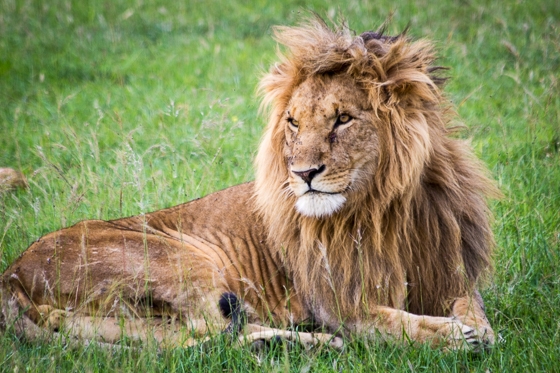 Top 25 Pictures from my Safari in Kenya