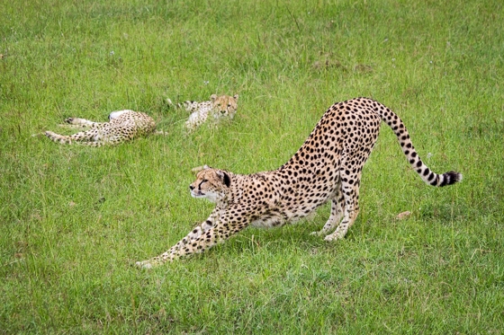 Top 25 Pictures from my Safari in Kenya