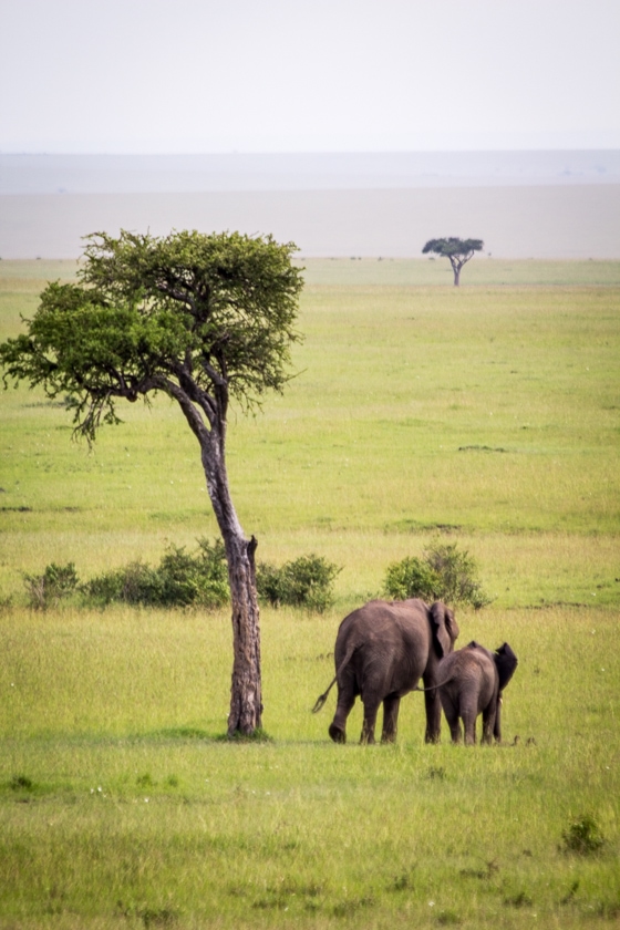 Top 25 Pictures from my Safari in Kenya