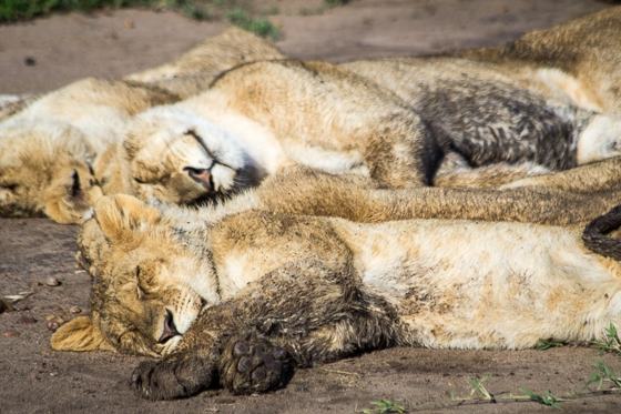 Top 25 Pictures from my Safari in Kenya