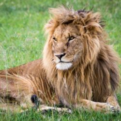 Top 25 Pictures from my Safari in Kenya