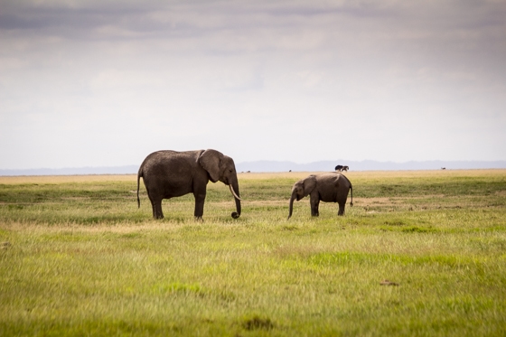 Top 25 Pictures from my Safari in Kenya